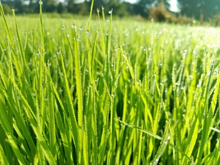 paddy crops in the morning with dew and very cold air illuminated by the morning sun