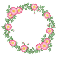 Hand drawn isolated wild rose flowers wreath. Rose hip illustration composition. Wild roses flowers. Botanical illustration. Floral arrangement circle frame. 