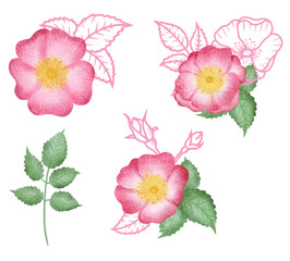 Hand drawn isolated wild rose flowers and rose hip berries. Rose hip illustration clipart. Wild roses flowers. Botanical illustration set. Floral arrangements. 
