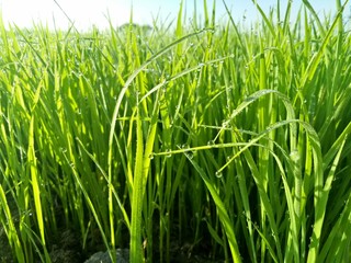 paddy crops in the morning with dew and very cold air illuminated by the morning sun