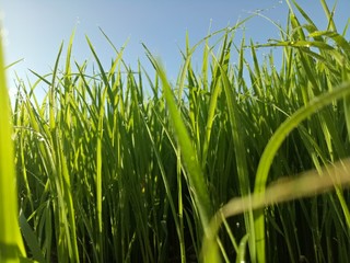 Fototapeta premium paddy crops in the morning with dew and very cold air illuminated by the morning sun