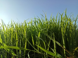 paddy crops in the morning with dew and very cold air illuminated by the morning sun