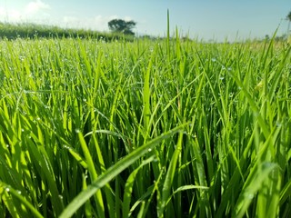 paddy crops in the morning with dew and very cold air illuminated by the morning sun