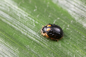 ladybug on green leaves, North China