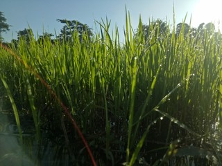 Fototapeta premium paddy crops in the morning with dew and very cold air illuminated by the morning sun