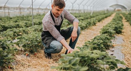 Farmer examining strawberry harvest in greenhouse