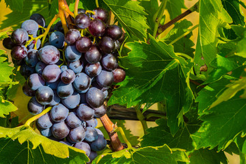 Sweet black grapes of experimental Crimean varieties on blurred background of emerald green carved leaves. Sunny day. Calm and enjoyment. Nature concept for design. Crimea.