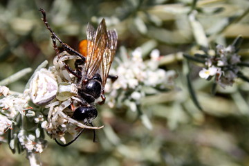  Insect (Sphex funerarius) became the prey of the spider (Misumena vatia)
