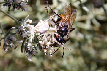  Insect (Sphex funerarius) became the prey of the spider (Misumena vatia)