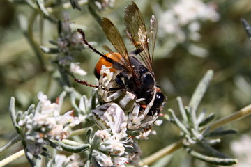  Insect (Sphex funerarius) became the prey of the spider (Misumena vatia)
