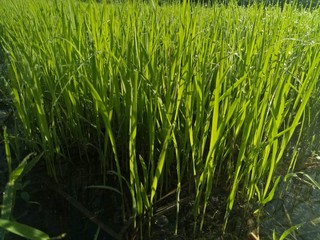 paddy crops in the morning with dew and very cold air illuminated by the morning sun