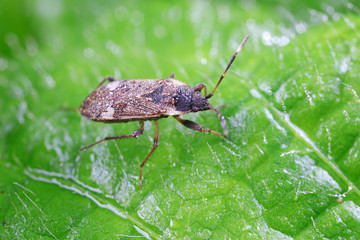 Stink bug on green leaves, North China