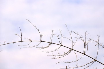 Fototapeta na wymiar branches of tree on background of blue sky