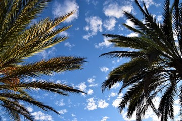 Naklejka na ściany i meble Palm tree tops with blue sky background view from below