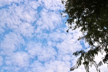 blue sky and tree