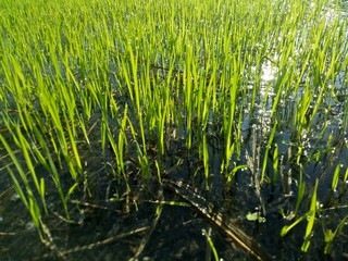 paddy crops in the morning with dew and very cold air illuminated by the morning sun