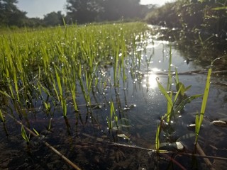 paddy crops in the morning with dew and very cold air illuminated by the morning sun