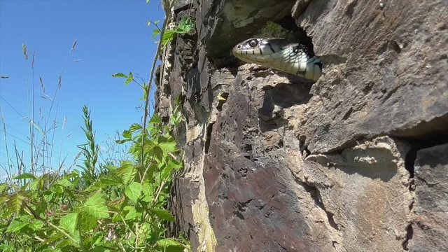 Barrenringelnatter (Natrix helvetica) in Trockenmauer im Moseltal