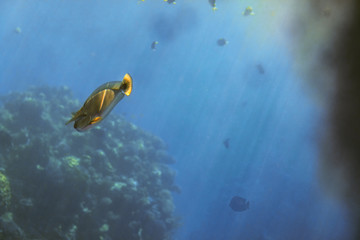 Yellow fish in the sea