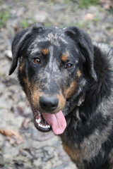 Beauce Harlequin color Shepherd Dog