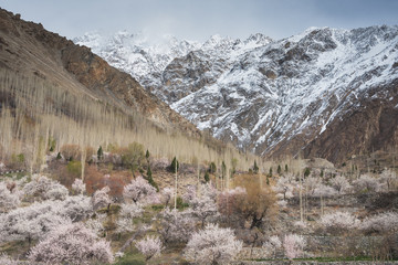 Beautiful blossom in Hunza valley, North Pakistan