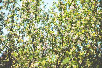 Fototapeta na wymiar Spring banner of blooming trees. Natural background of spring flowering trees close-up and copy space.