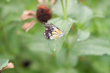 a butterfly alighted on a leaf as a background