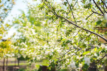Spring banner of blooming trees. Natural background of spring flowering trees close-up and copy space.