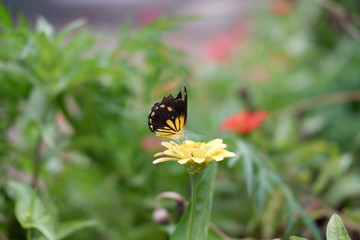 background with butterflies alighting on flowers