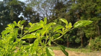 green plants in the garden