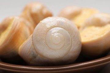 still life of stuffed snail sauce, on a white background