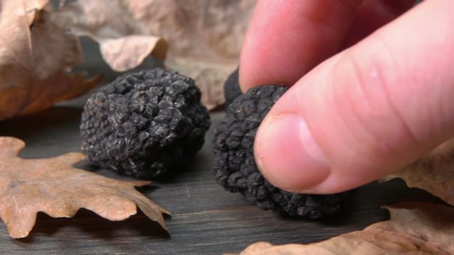 Hand puts a luxury rare black truffle mushroom on the black wooden surface with dry oak leaves