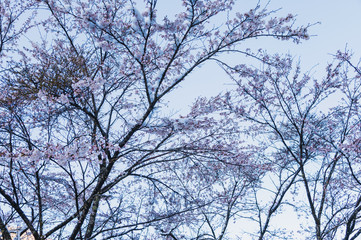 Fototapeta na wymiar 雪と桜