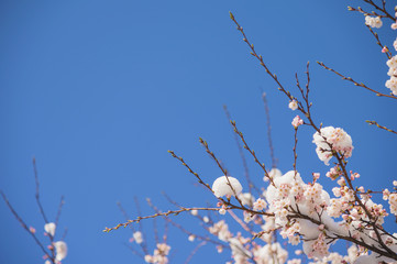 雪と桜の花