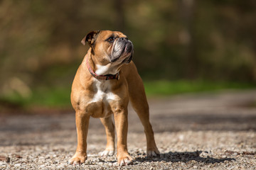 Cute Continental Bulldog dog is standing in the forest in front of blurred background