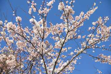 雪と桜の花