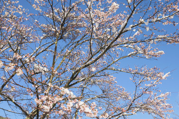 Fototapeta premium 雪と桜