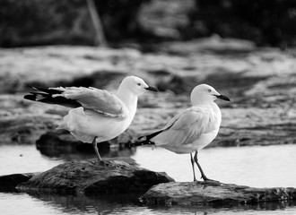 Australia Birds and Animals
