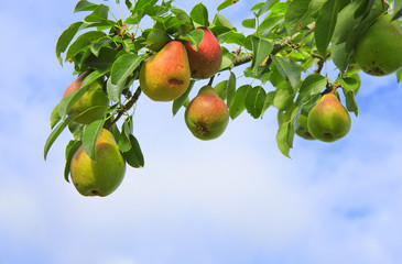 Branch with pears isolated on blue sky. Garden background.