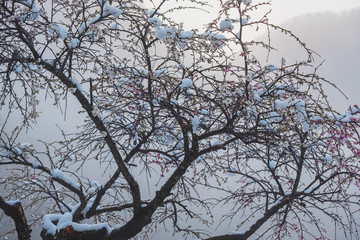 雪と桜