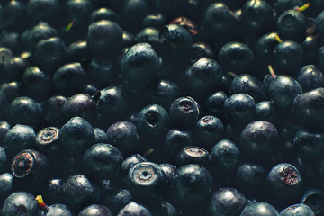 a lot of blueberries. blueberries background. picked blueberries