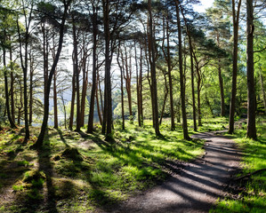 Forest path Derwent