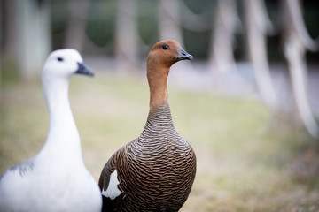 El cauquén común, caiquén, avutarda magallánica, cauquén magallánico o ganso de Magallanes (Chloephaga picta)