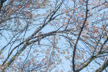 雪と桜