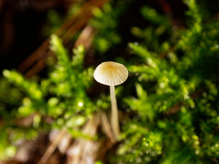 A small mushroom on a long thin leg. Mycena Filopes.