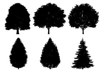 Beautiful collection tree silhouettes and cutting on a white background with clipping path.