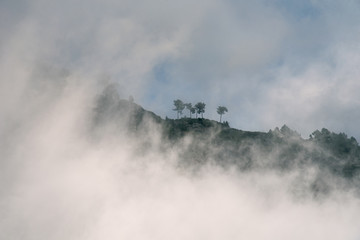 Fototapeta na wymiar fog and trees