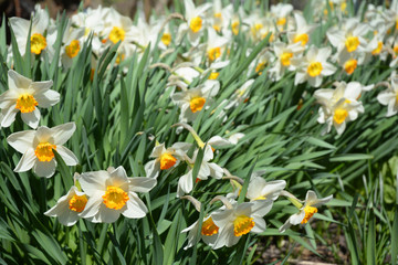 Obraz premium Narcissus flowers in the springtime garden
