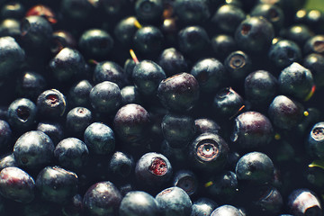 a lot of blueberries. blueberries background. picked blueberries