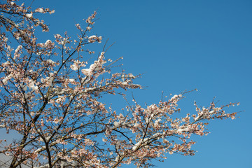 雪と桜